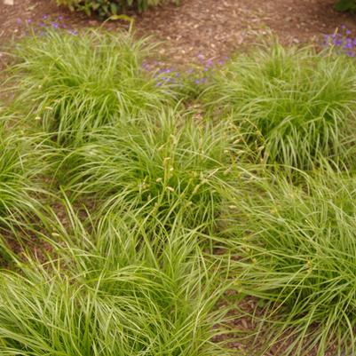 Carex cherokeensis 