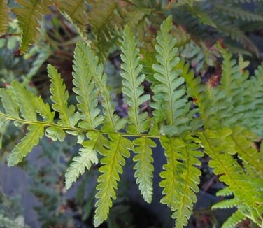 Dryopteris filix-mas 