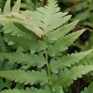 Dryopteris x australis 