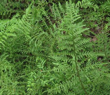 Dryopteris filix-mas - Robust Male Fern