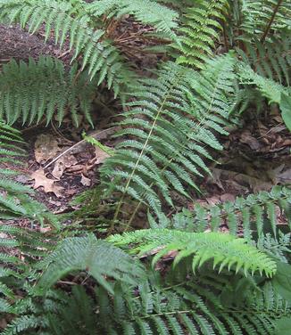 Dryopteris filix-mas - Robust Male Fern