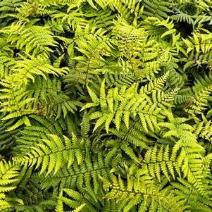 Dryopteris wallichiana Jurassic Gold