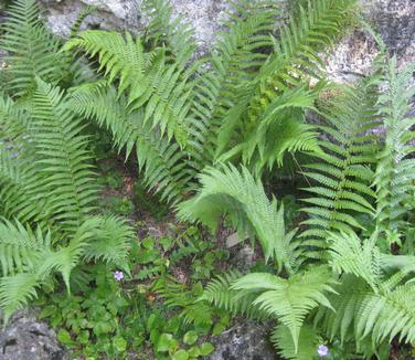 Dryopteris filix-mas (Juliana Slovenia Bot Garden)