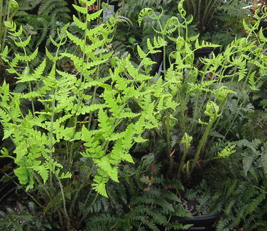 Dryopteris marginalis - Evergreen Wood Fern