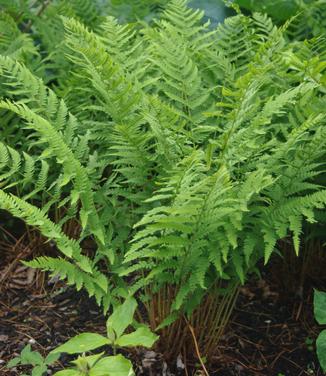 Dryopteris marginalis - Evergreen Wood Fern