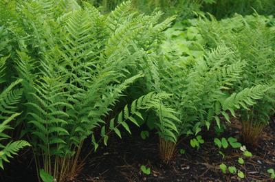 Dryopteris marginalis - Evergreen Wood Fern