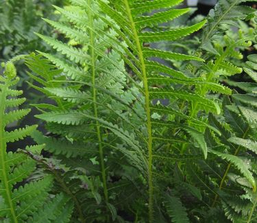 Dryopteris marginalis - Evergreen Wood Fern