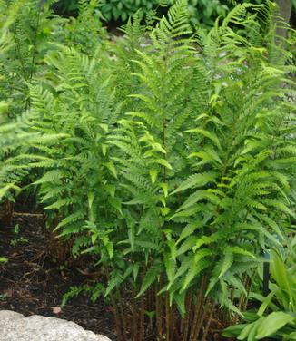 Dryopteris x australis (Maine Bot Garden)