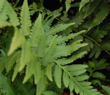 Dryopteris x australis