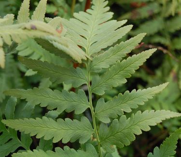 Dryopteris x australis