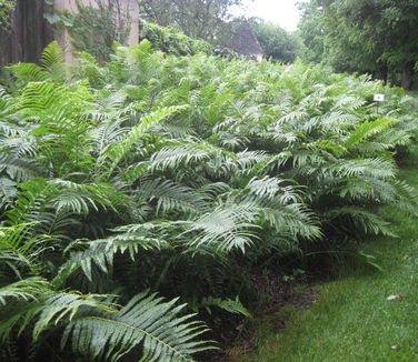 Matteuccia struthiopteris (Stone Crop Garden)