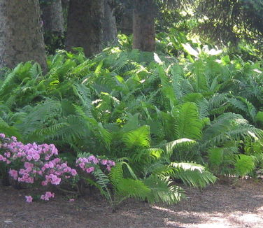 Matteuccia struthiopteris - Ostrich Fern (NYBG)