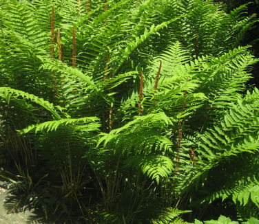 Osmunda cinnamomea - Cinnamon Fern (NYBG)