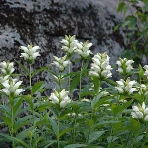 Chelone glabra 