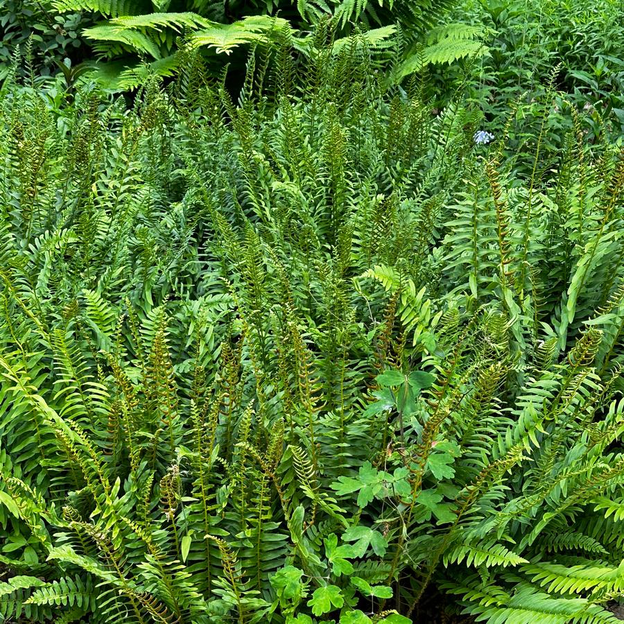 Polystichum acrostichoides @ Mt Cuba