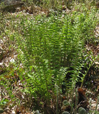 Polystichum acrostichoides - Christmas Fern 