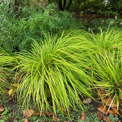 Carex oshimensis EverColor® 'Everillo'