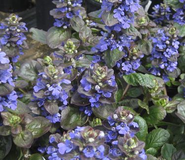 Ajuga reptans Catlin's Giant - Bugleweed 