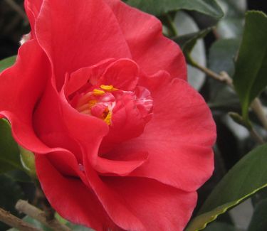 Camellia japonica Greensboro Red - Camellia 