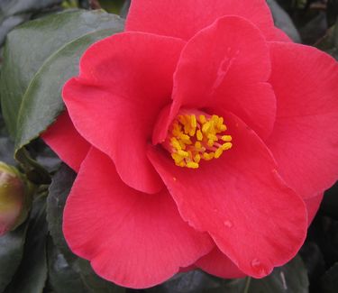 Camellia japonica Greensboro Red - Camellia