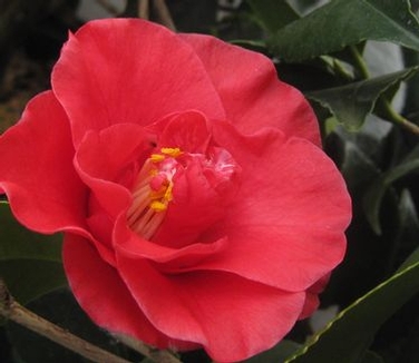 Camellia japonica Greensboro Red