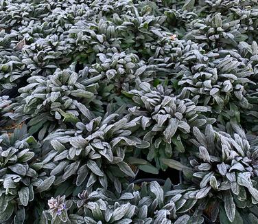 Ajuga reptans Chocolate Chip (w/ frost)