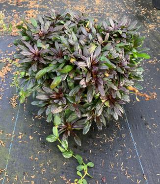 Ajuga reptans 'Chocolate Chip' - Bugleweed from Pleasant Run Nursery