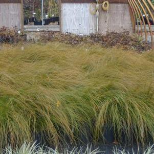 Carex testacea Prairie Fire