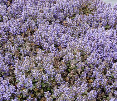 Ajuga reptans 'Chocolate Chip'