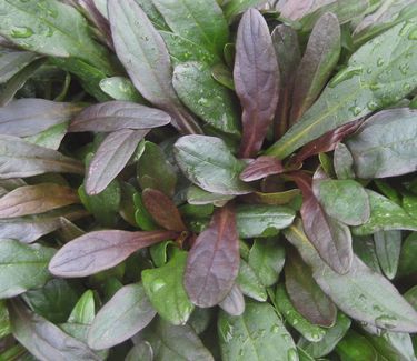 Ajuga reptans 'Chocolate Chip' 