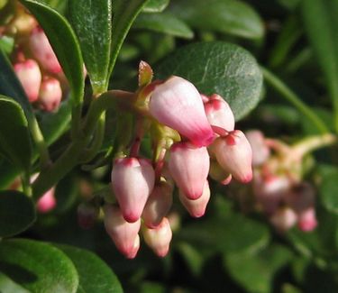 Arctostaphylos uva-ursi Massachusetts - Bearberry