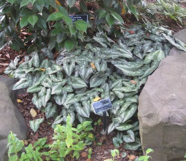 Asarum splendens - Chinese Ginger (at Scott Arboretum)