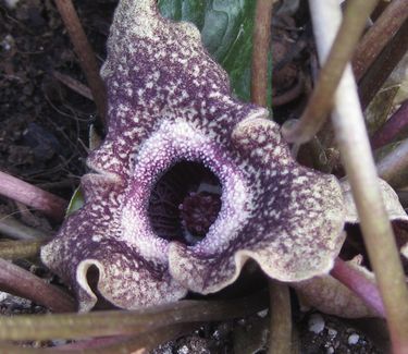 Asarum splendens - Chinese Ginger (flower)