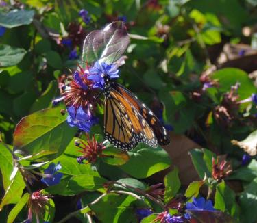 Ceratostigma plumbaginoides - Leadwort 