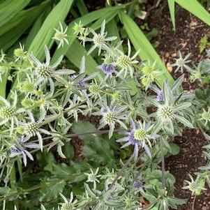 Eryngium planum Blue Cap