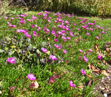 Delosperma cooperi (still blooming in late Oct)