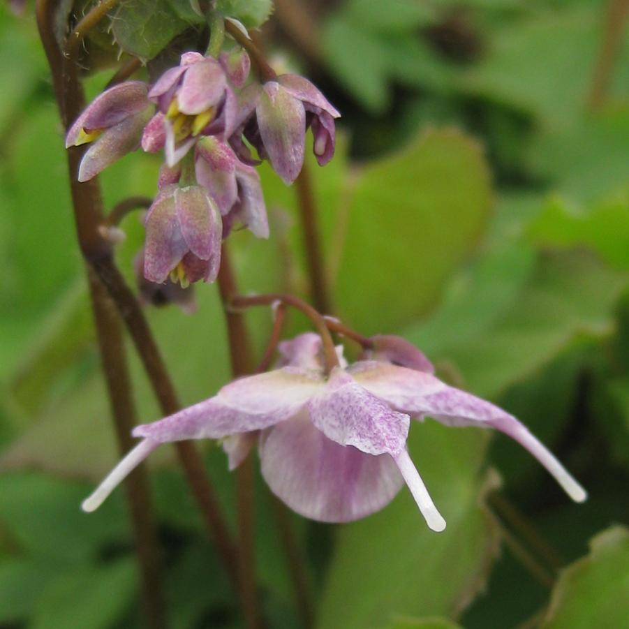 Epimedium grandiflorum Lilafee