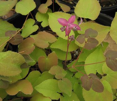 Epimedium grandiflorum 'Rose Queen' 