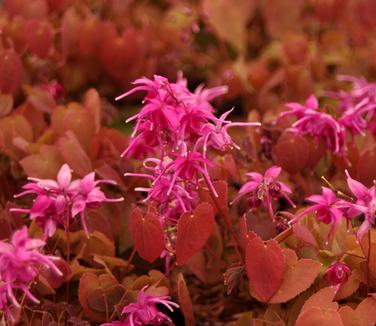 Epimedium grandiflorum Rose Queen 