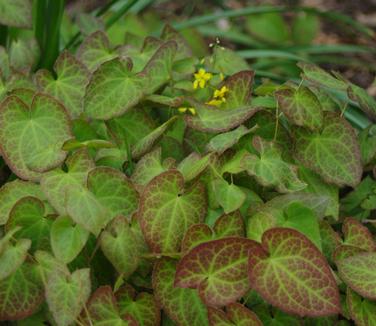 Epimedium x perralchicum Frohnleiten