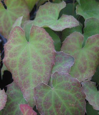 Epimedium x perralchicum Frohnleiten