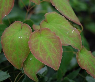 Epimedium x rubrum - Red Barrenwort 