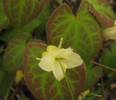 Epimedium x versicolor 'Sulphureum' 