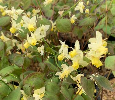 Epimedium x versicolor 'Sulphureum' - Sulfur Barrenwort from Pleasant Run Nursery