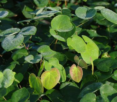 Epimedium x versicolor Sulphureum - Sulfur Barrenwort