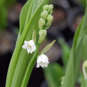 Convallaria majalis 