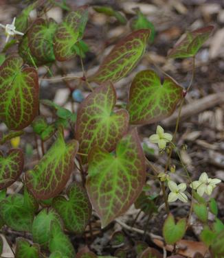 Epimedium x versicolor Sulphureum (@ Scott Arb)