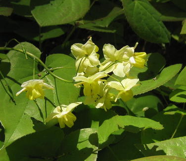 Epimedium x versicolor Sulphureum