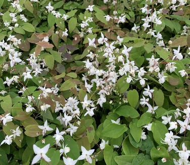 Epimedium x youngianum 'Niveum' - Young's White Barrenwort from Pleasant Run Nursery