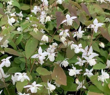 Epimedium x youngianum 'Niveum' - Young's White Barrenwort from Pleasant Run Nursery